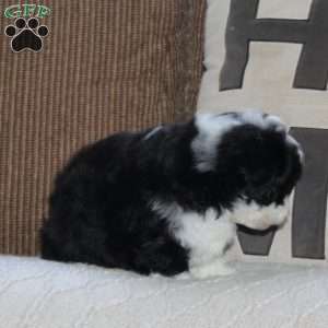 Aloe, Shih Tzu Puppy